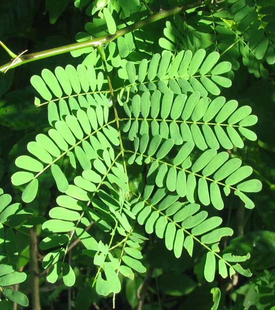 SENEGALIA [ACACIA] GAUMERI, leaf