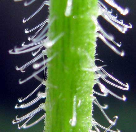 GRONOVIA SCANDENS, hooked hairs, or trichomes