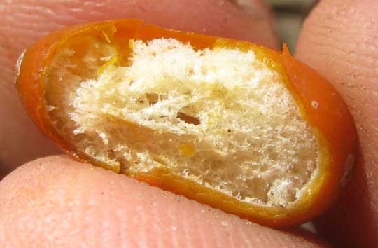 CAYAPONIA RACEMOSA, fruit