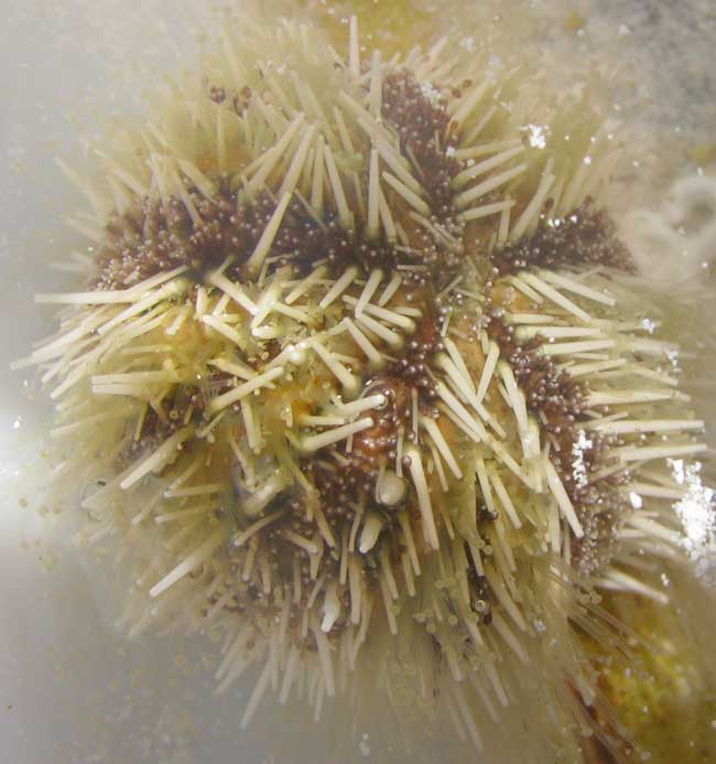 Variegated Sea Urchin, LYTECHINUS VARIEGATUS