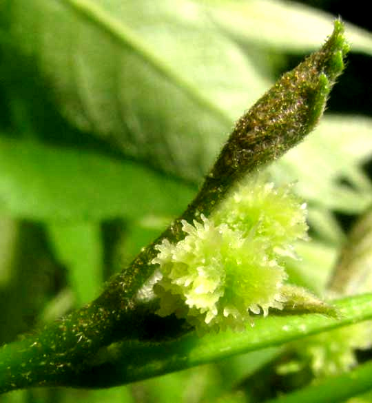 Pignut Hickory, CARYA GLABRA, female flowers and expanding leaf