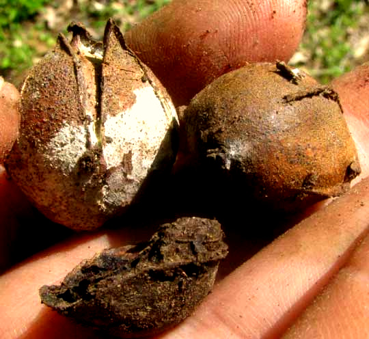 Pignut Hickory, CARYA GLABA, nuts with husks