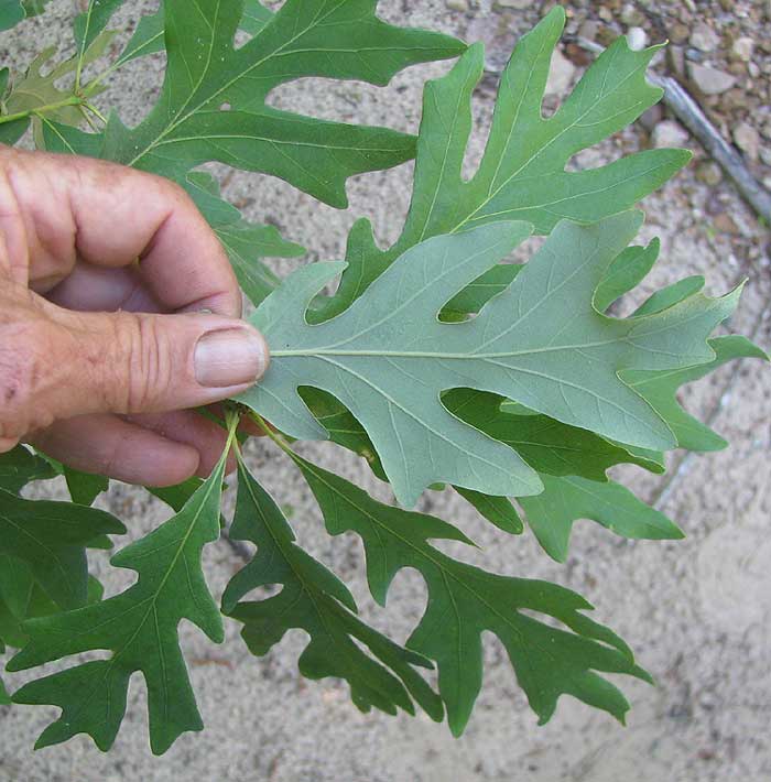 White Oak, Quercus alba, leaves