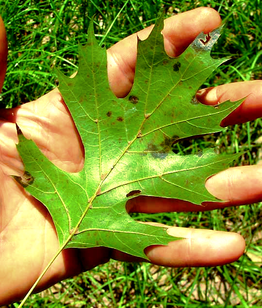 Shumard Oak, QUERCUS SHUMARDII, leaf underside