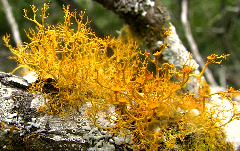 Slender Orange Bush Lichen, TELOSCHISTES EXILIS