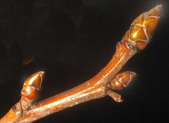 Sweetgum twig showing buds and bud scars