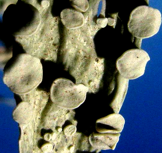 Cartilage Lichen, RAMALINA CELASTRI, close-up of apothecia