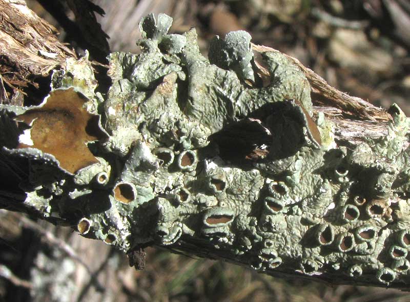Eastern Speckled Shield Lichen, PUNCTELIA BOLLIANA