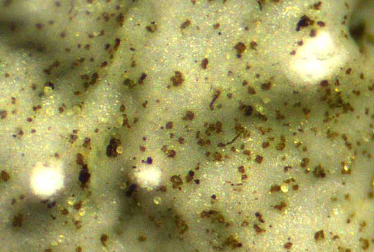 Eastern Speckled Shield Lichen, PUNCTELIA BOLLIANA, pycnidia