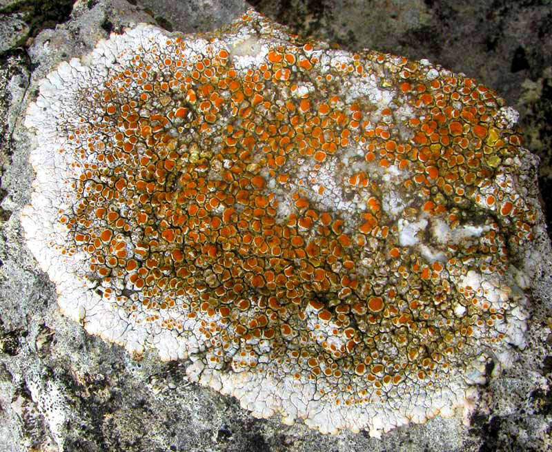 Firedot Lichen, CALOPLACA GALACTOPHYLLA