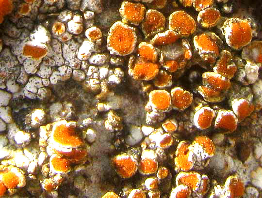 Firedot Lichen, CALOPLACA GALACTOPHYLLA, apothecia close-up