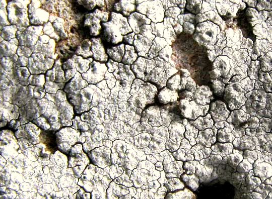 Calcareous Rimmed Lichen, Circinaria calcarea, cracks in thallus