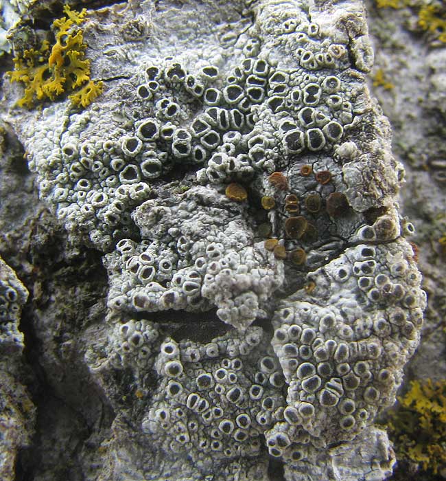 Rim Lichen, LECANORA CHLAROTERA