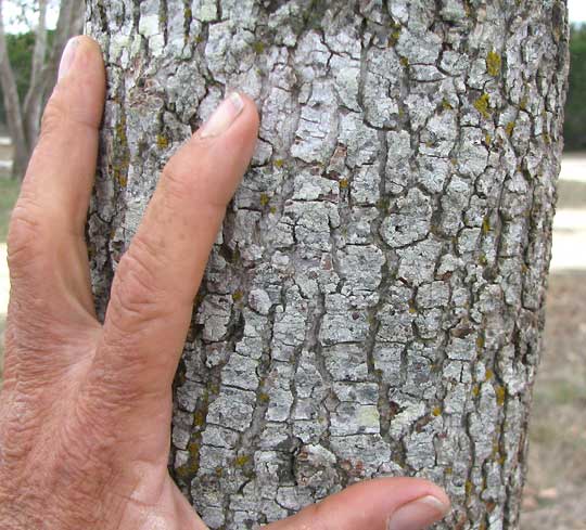 Sweetgum bark encurstedd with white lichen