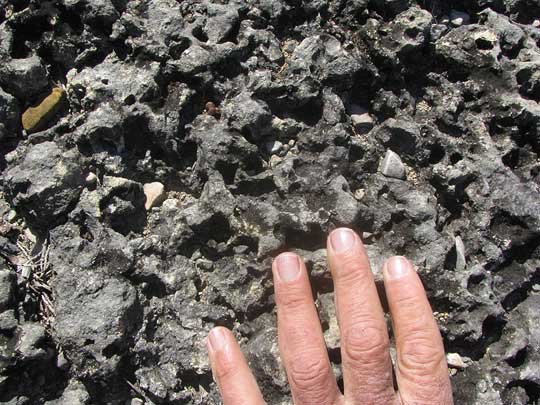 Black Pit Lichen, VERRUCARIA NIGRESCENS, in pitted limestone