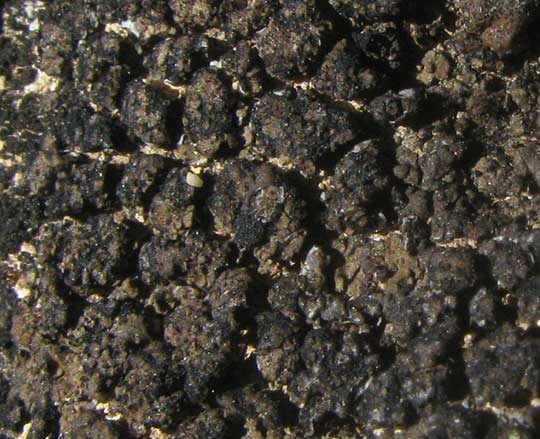 Black Pit Lichen, VERRUCARIA NIGRESCENS, close-up