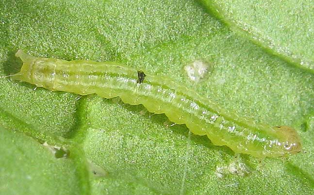 Caterpillar of Hawaiian Beet Webworm, SPOLADEA RECURVALIS