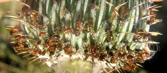 Texas Thistle, CIRSIUM TEXANUM, ants stuck to glutinous ridges on phyllaries