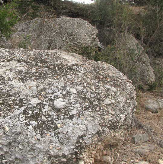 CLAUZADEA cf. METZLERI, habitat