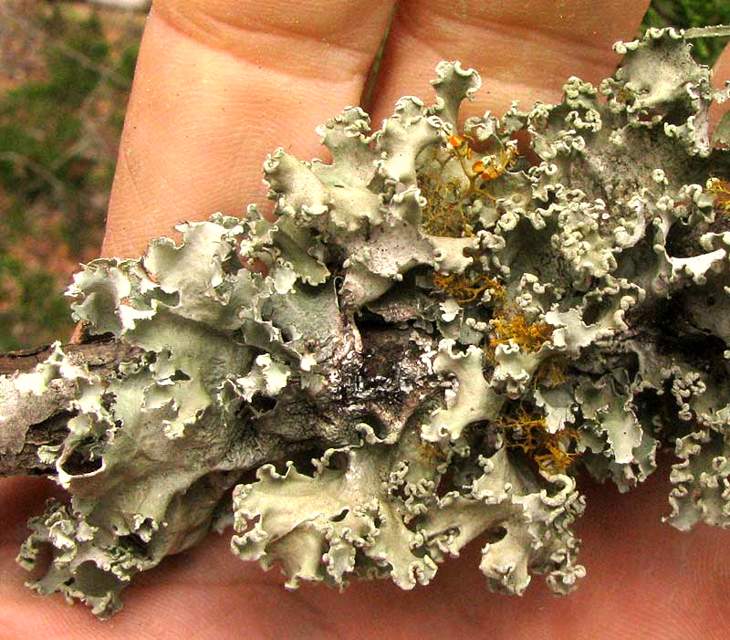 Powdered Ruffle Lichen, PARMOTREMA cf. HYPOTROPUM