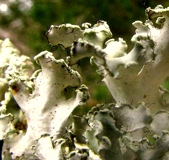 Powdered Ruffle Lichen, PARMOTREMA cf. HYPOTROPUM, showing soralia and cilia