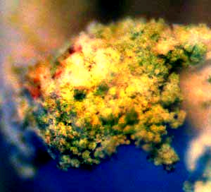 Powdered Ruffle Lichen, PARMOTREMA cf. HYPOTROPUM, close-up of soralia and soredia