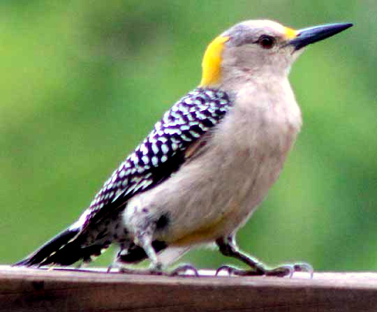 Golden-fronted Woodpecker, CENTURUS AURIFRONS, female