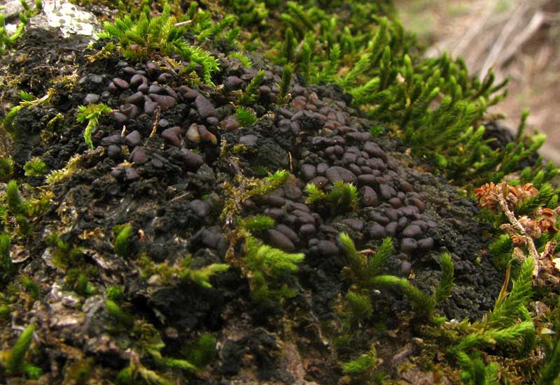 Jelly Lichen, COLLEMA cf. POLYCARPON