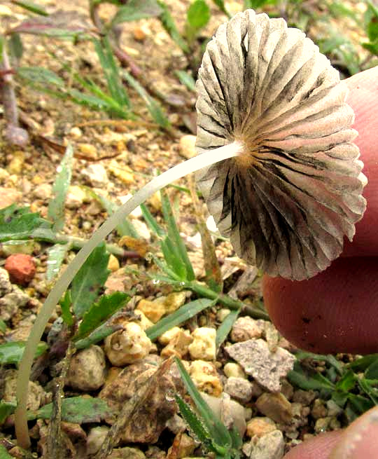 Parasol Mushroom, PARASOLA PLICATILIS, gills