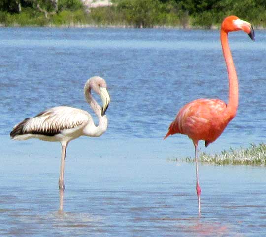 American Flamingo, PHOENICOPTERUS RUBER, white young, pink adult