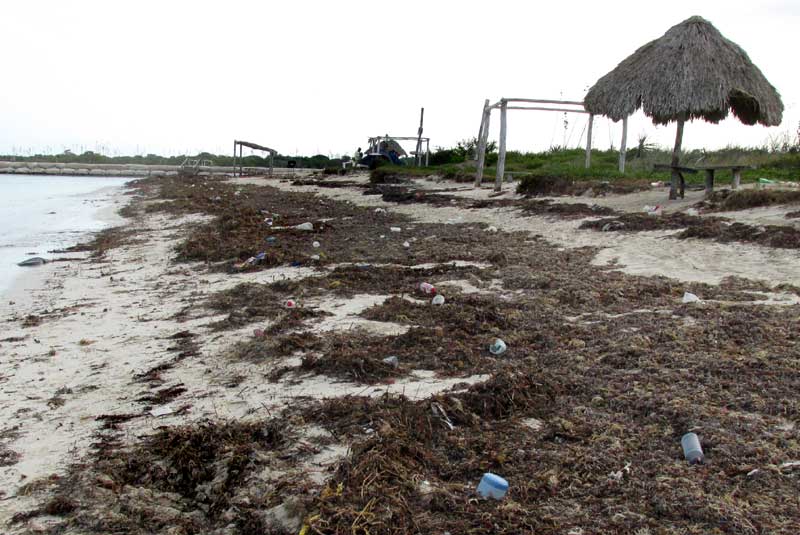 trash on the Yucatan's northern coast