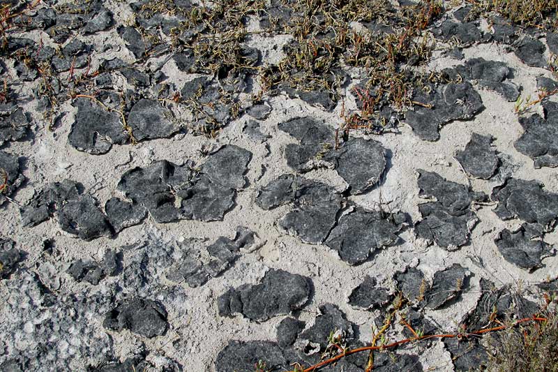 BIOLOGICAL SOIL CRUST in dried-out salt marsh