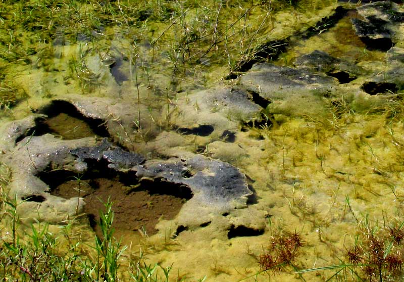 BIOLOGICAL SOIL CRUST floating on water