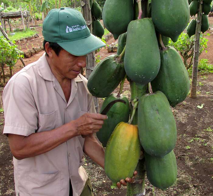 Papaya, Carica papaya, harvesting