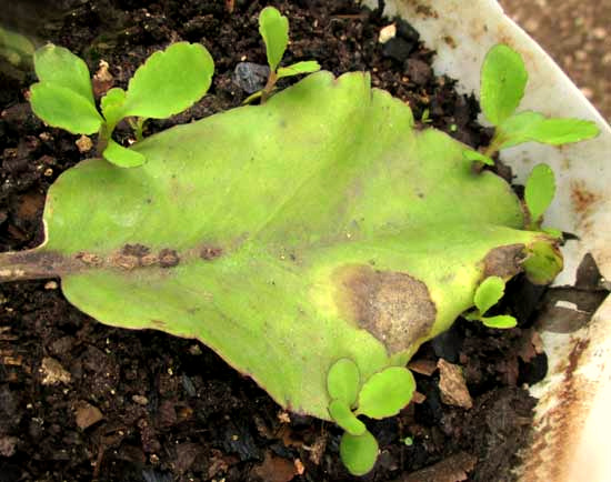 Kalanchoe pinnata, sprouts forming at blade's margin