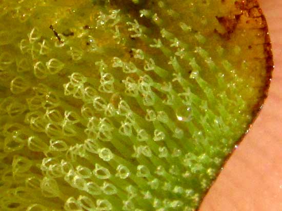 eggbeater-shaped hairs on surface of Salvinia auriculata