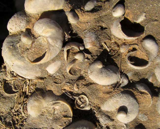 FOSSILS IN THE DEL RIO CLAY, close-up, maybe genus Ilmatogyra