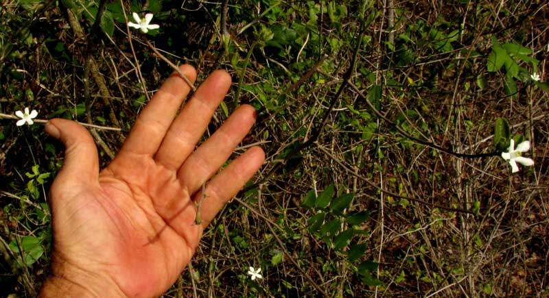 CASEARIA (SAMYDA) YUCATANENSIS, flowering