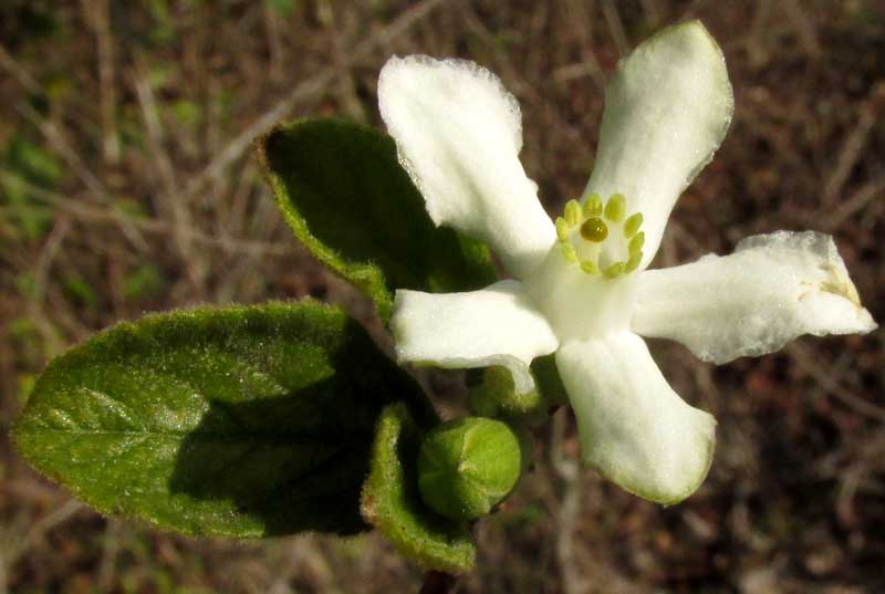 CASEARIA (SAMYDA) YUCATANENSIS, flower