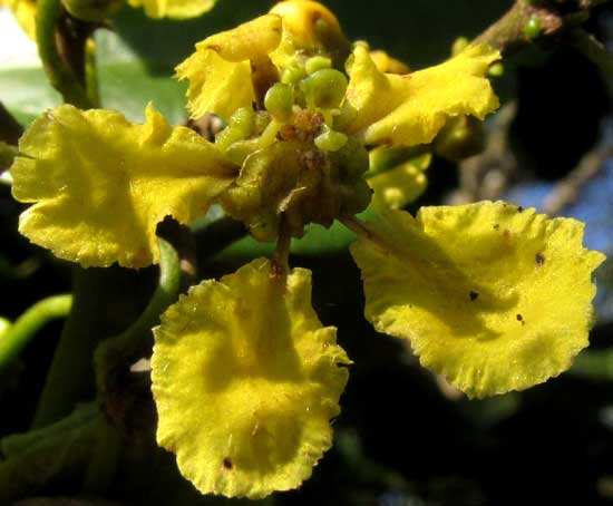 STIGMAPHYLLON LINDENIANUM, flower