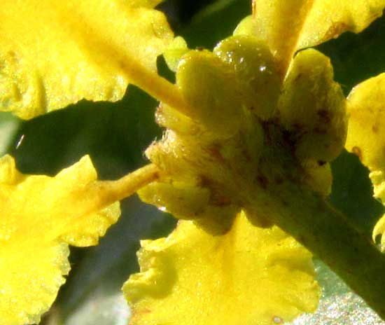 STIGMAPHYLLON LINDENIANUM, flower from below showing glands