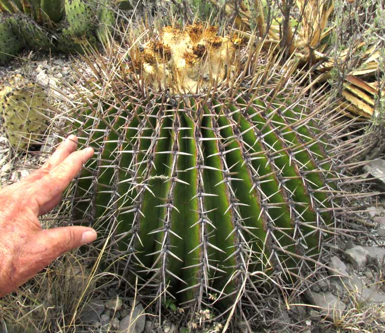 Giant Barrel Cactus, ECHINOCACTUS PLATYACANTHUS