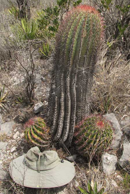 Fire Barrel Cactus, FEROCACTUS STAINESII ssp PILOSUS