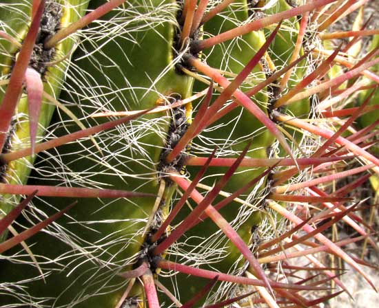 Fire Barrel Cactus, FEROCACTUS STAINESII ssp PILOSUS, spines and white hairs