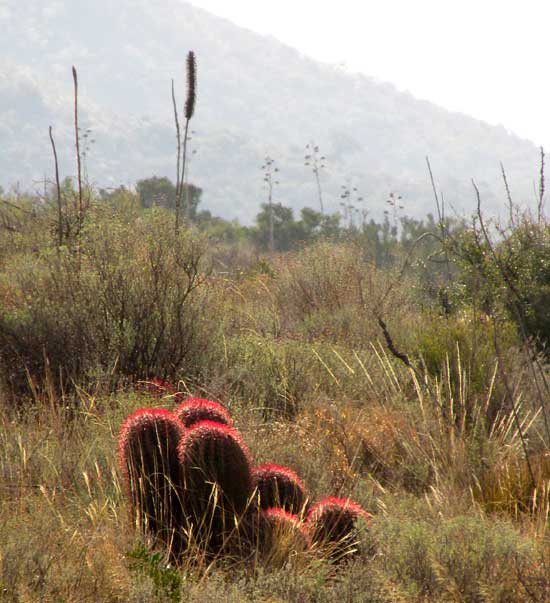 Fire Barrel Cactus, FEROCACTUS STAINESII ssp PILOSUS, habitat