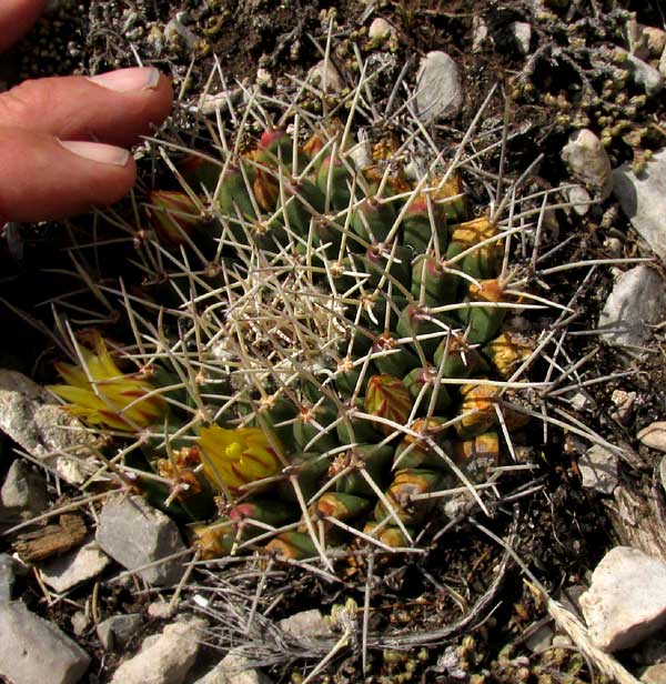 Horse-Crippler Cactus, THELOCACTUS RINCONENSIS