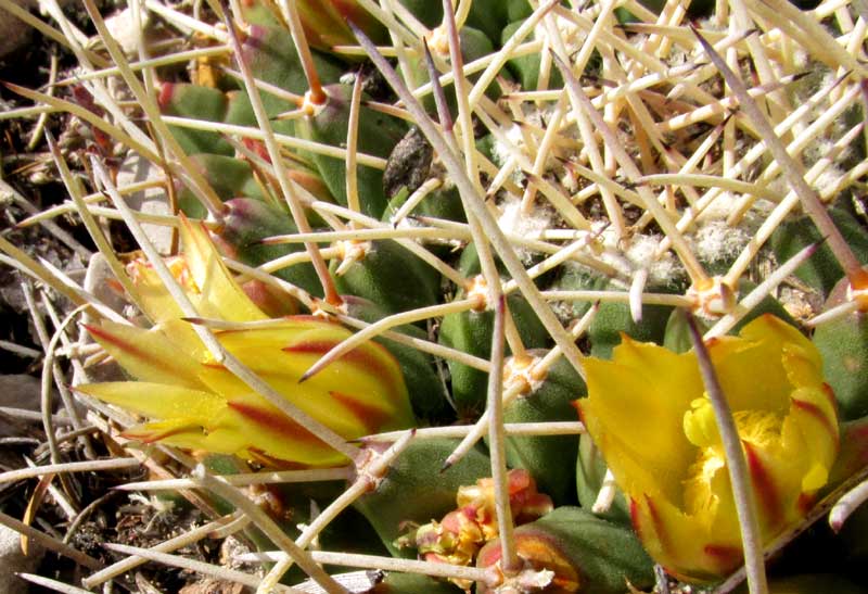 Horse-Crippler Cactus, THELOCACTUS RINCONENSIS, flowers