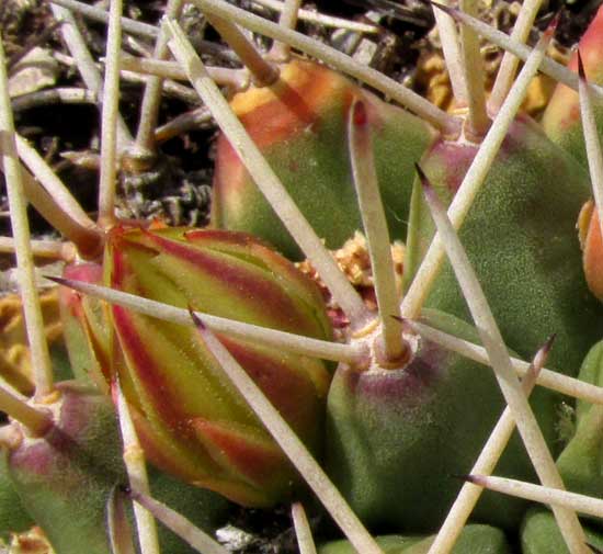 Horse-Crippler Cactus, THELOCACTUS RINCONENSIS, spine cluster