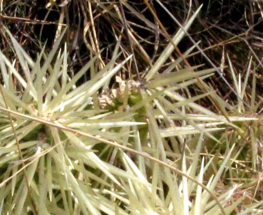 Sheathed Cholla, CYLINDROPUNTIA TUNICATA, spine clusters