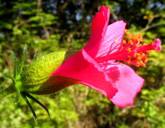 Fairy Hibiscus, HIBISCUS POEPPIGII, flower